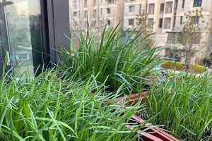 全面了解韭菜种植方法及时间（追求品质生活从自家韭菜开始种植）