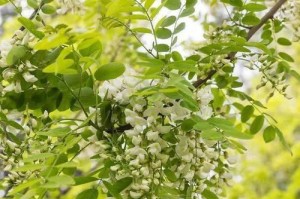 国槐开花之色彩盛宴（国槐开花的种类与特点）