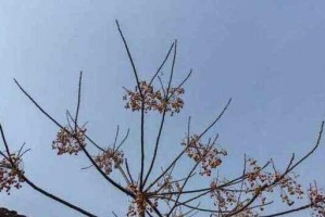 苦楝树种子有毒吗？——探究苦楝树种子的毒性（苦楝树种子的成分、危害和防范方法）