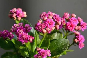 长寿花开花的预示意义（什么时候开花？开花预示什么？如何照顾？）