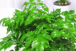 幸福树放室内还是室外好？（植物爱好者必读！你的幸福树到底要放哪里？）