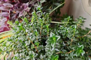 如何让吊兰茁壮成长（培养吊兰的关键技巧与注意事项）