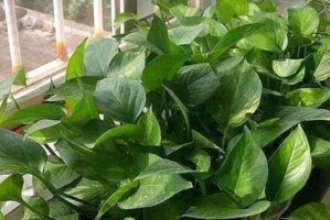 怎样浇水才能让刚种下的绿萝健康生长？