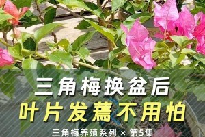 三角梅叶子发蔫脱落的原因与处理方法（保护三角梅叶子，让其恢复健康生长）