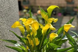 马蹄莲开花的养殖技巧（掌握关键步骤，打造美丽花园的秘诀）