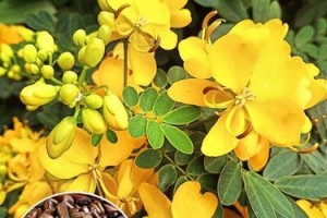 决明子种植时间与生长周期（选择适宜的种植时间，让决明子生长更健康）