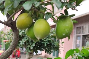 金弹子养护全指南（如何让金弹子常青常茂）