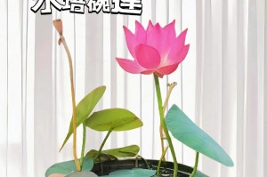碗莲，水中清雅的美丽（养殖方法和养护要点，让你轻松打造自己的水上花园）