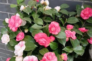 茶叶花的养殖方法和注意事项（打造清新花园的秘密步步为营守护生命之美）