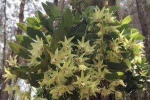 铁皮石斛开花吗？——探究铁皮石斛的花朵