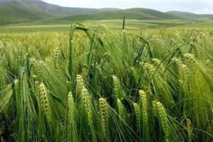 探秘青稞，中国西北高原的瑰宝（青稞的发源地、特色和品质）