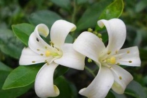 九里香花开的季节及花期（探寻九里香花的美妙魅力）