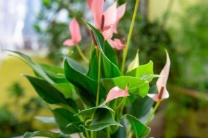 一帆风顺换盆后多久浇水一次（植物换盆后如何浇水？浇水时间间隔应该多久？）