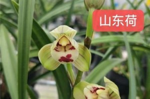 如何成功地种植建兰（掌握关键技巧，让建兰快速生根成长）