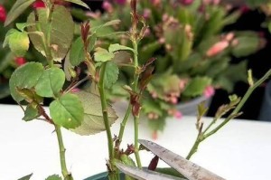 冬季盆栽月季花的护养秘籍（让你的月季花在冬天也绽放鲜花）