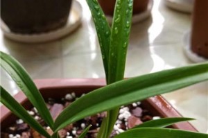 建兰上盆时间与养护方法（从上盆时间到日常养护，教你轻松打理建兰之美）