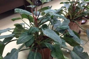 室内毒盆栽危害（了解这些盆栽，保护您的健康）