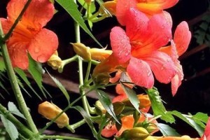 凌霄花剪枝的最佳时间（春季剪枝可以提高凌霄花的开花率）