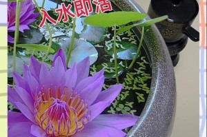 睡莲，美丽的客厅装饰（选择位置和注意事项）