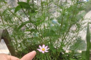 波斯菊苗有蜘蛛怎么办？（应对波斯菊苗受蜘蛛侵害的方法与技巧）