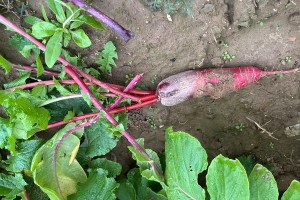 白萝卜的种植技巧（白萝卜种植时间、土地要求、肥料选择、病虫防治、收获及保存技巧）