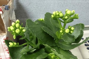 为什么长寿花不开花？（原因与解决方法）