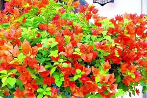 如何让三角梅开花绽放生机（三角梅开花小技巧，轻松打造花园亮点）