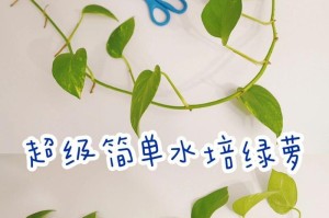 以水培绿萝怎么才能更旺盛（掌握关键技巧，让绿萝茁壮成长）