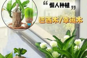 时来运转——探秘中国传统吉祥植物（从养生到开运，这些植物一定要了解！）