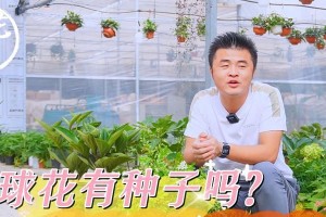 如何选择最佳的时间播种绣球花种子？（掌握正确的种植技巧和时机）