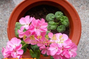 如何选取最佳时间播种绣球花种子？（掌握关键时间点，让绣球花盛开如锦！）