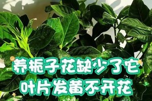 栀子花叶子发黄怎么办？（解决栀子花叶子发黄问题的有效方法）