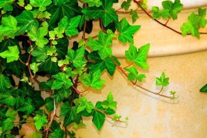 常春藤老桩的种植与养护（打造绿意盎然的生态环境）