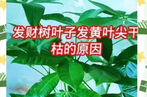 如何防止发财树树枝断裂的技巧（保护发财树健康生长的小窍门）