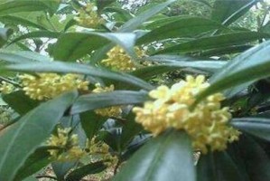 桂花的生长环境及特点
