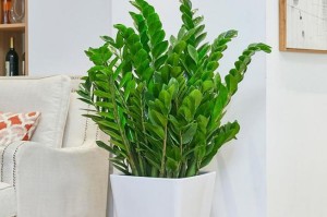 如何选择适合公司门口的植物？（提升企业形象，从门口植物开始）