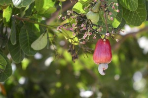 腰果的生长环境及特点（探索腰果生态圈，发现它的妙处）