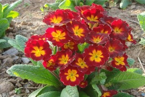 揭秘水仙花种子的来源（种子的形成过程与繁殖方式）