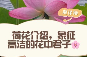 《荷花的美丽与魅力》（探寻荷花的生长环境与独特特点）