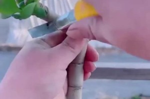 长寿花嫁接技术详解（科学种植长寿花，助力花农增收）