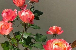 松之梦月季的优缺点详解（探究松之梦月季的特点及种植难易程度）