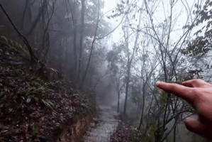 探寻马灵光树——神奇植物的秘密