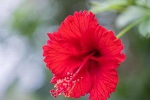 不能养的人不应该种植扶桑花（扶桑花的生长条件和禁忌人群）
