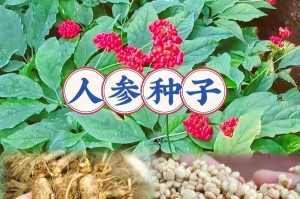 种人参，养活一家子（家庭种植人参的好处及方法）