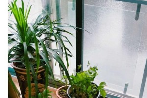 铁兰怎样度过寒冷的冬天？（了解铁兰如何在严寒中生存）