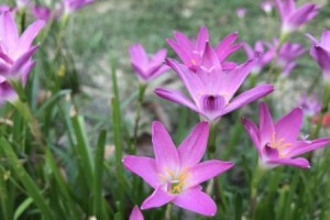 韭兰的花期与开花次数（一年开几次花，如何更好地管理韭兰）