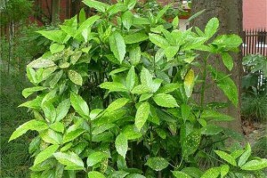 番茄喜阳还是喜阴？——探究番茄的光照需求