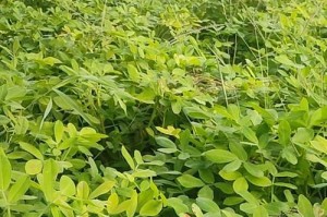 东北花生收获时间（花生收获季节、花生采摘时间、花生收获期）