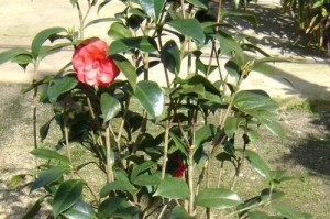 茶花夏天落叶的奥秘（探究茶花在夏天为何会落叶的原因及其生态意义）