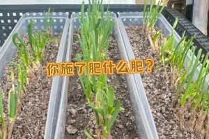 韭菜的浇水时间和方法（如何正确地给韭菜浇水，避免出现病虫害等问题？）